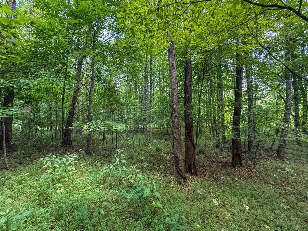 0 Highway 19 Dahlonega, GA 30533