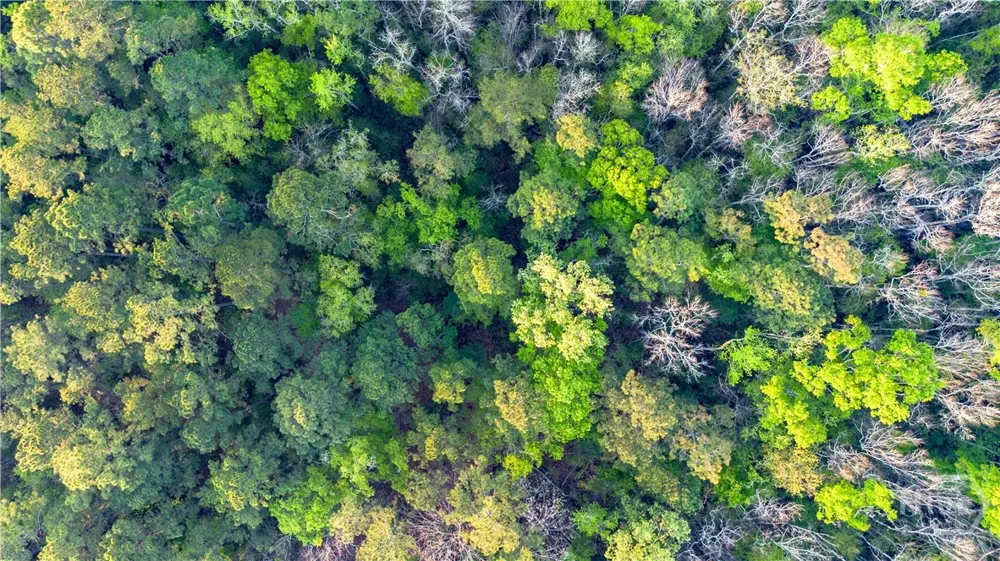 4 Little McCall Road Rincon, GA 31326