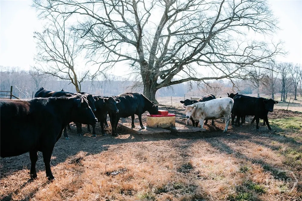 Ralph Bridges Road Lexington, GA 30648