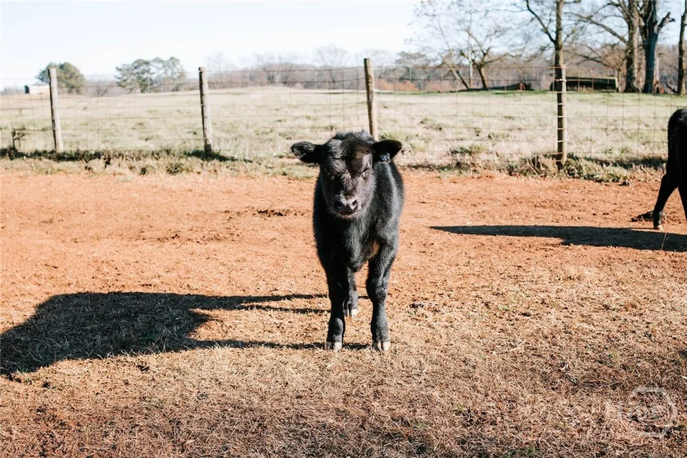 Ralph Bridges Road Lexington, GA 30648