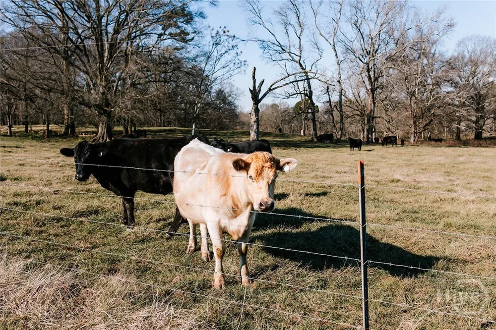Ralph Bridges Road Lexington, GA 30648