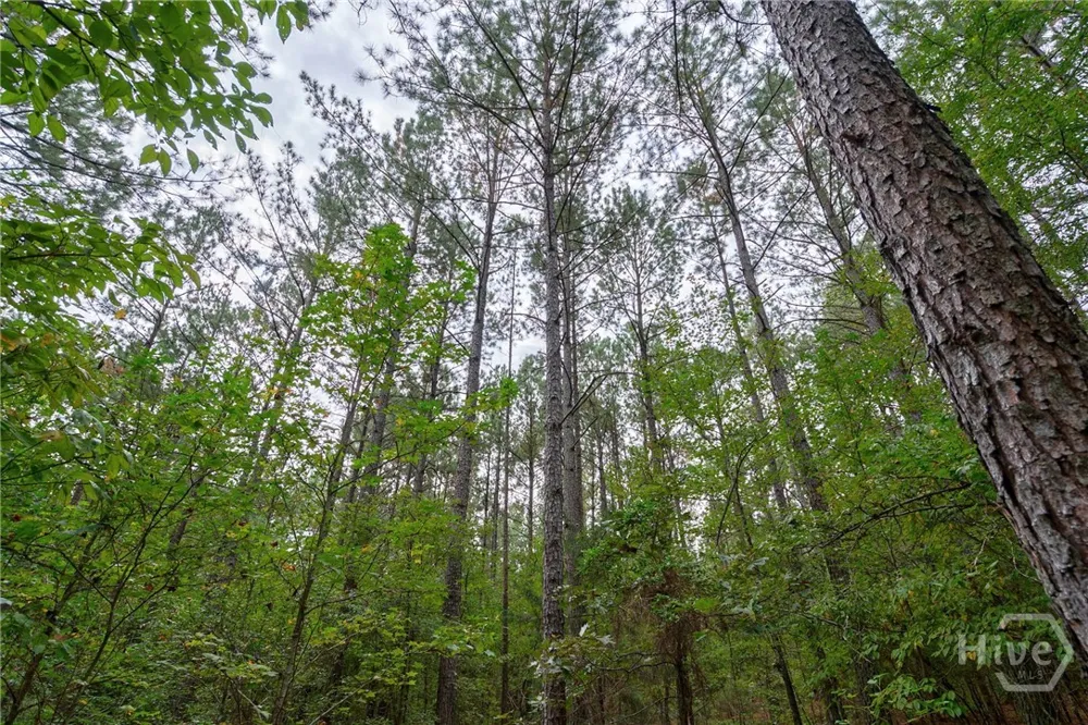 Lower Wirebridge Road Stephens, GA 30667