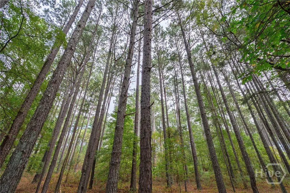 Lower Wirebridge Road Stephens, GA 30667
