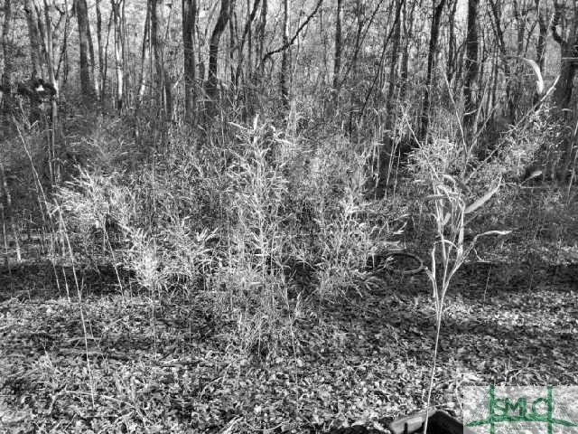 Pine Needle Drive Ellabell, GA 31308