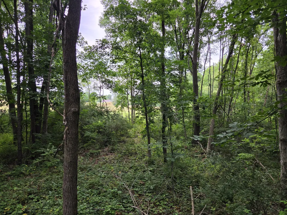 12884 Sharon Hollow Road Manchester, MI 48158