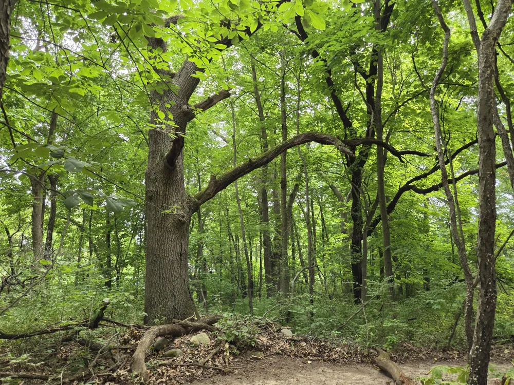 12884 Sharon Hollow Road Manchester, MI 48158