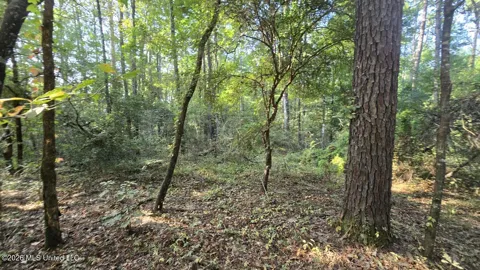 Stump Road