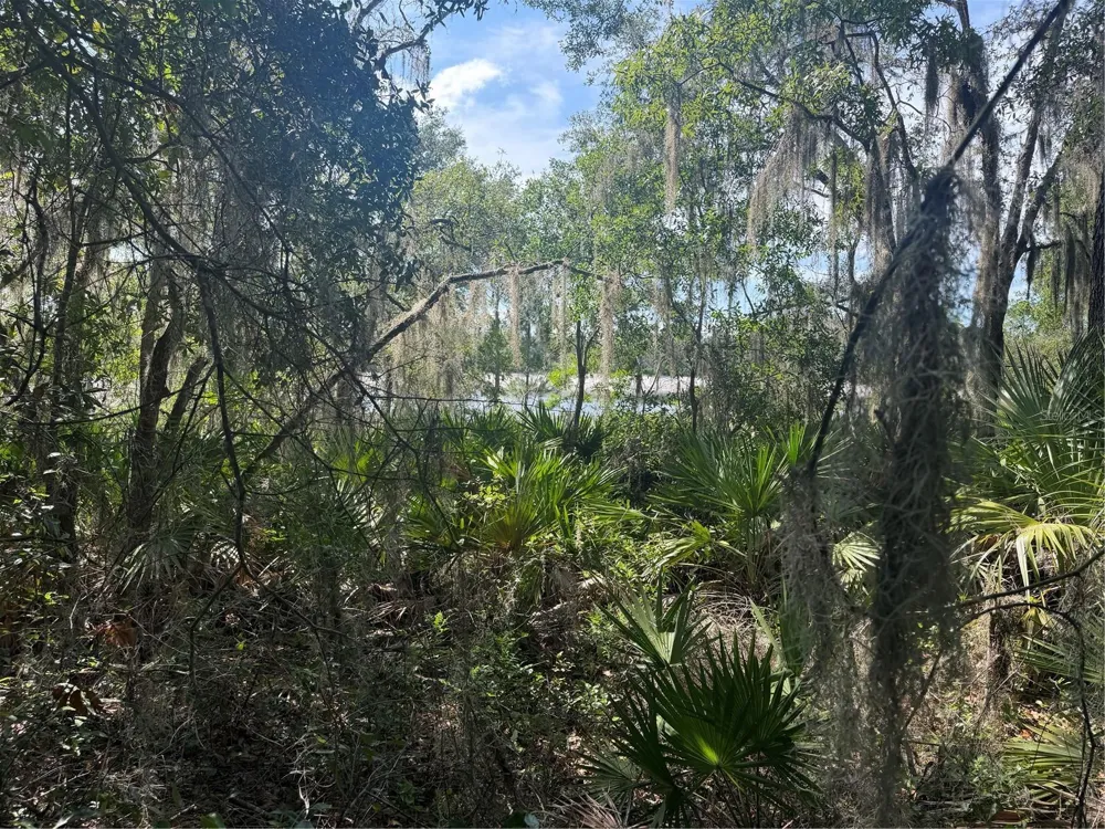 TBD MALAUKA PASS TRAIL Ocklawaha, FL 32179