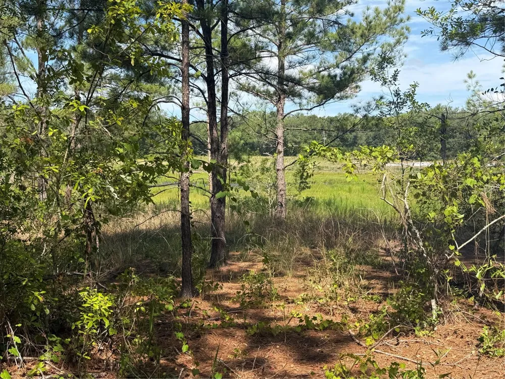 TBD GUAVA TERRACE Ocklawaha, FL 32179