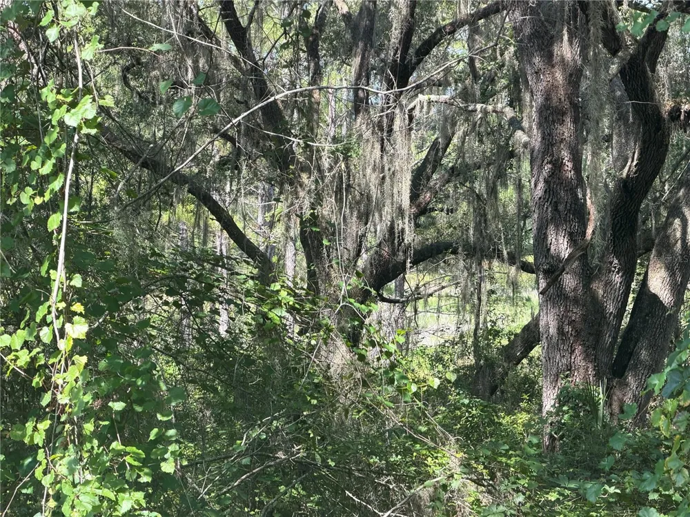 TBD GUAVA TERRACE Ocklawaha, FL 32179