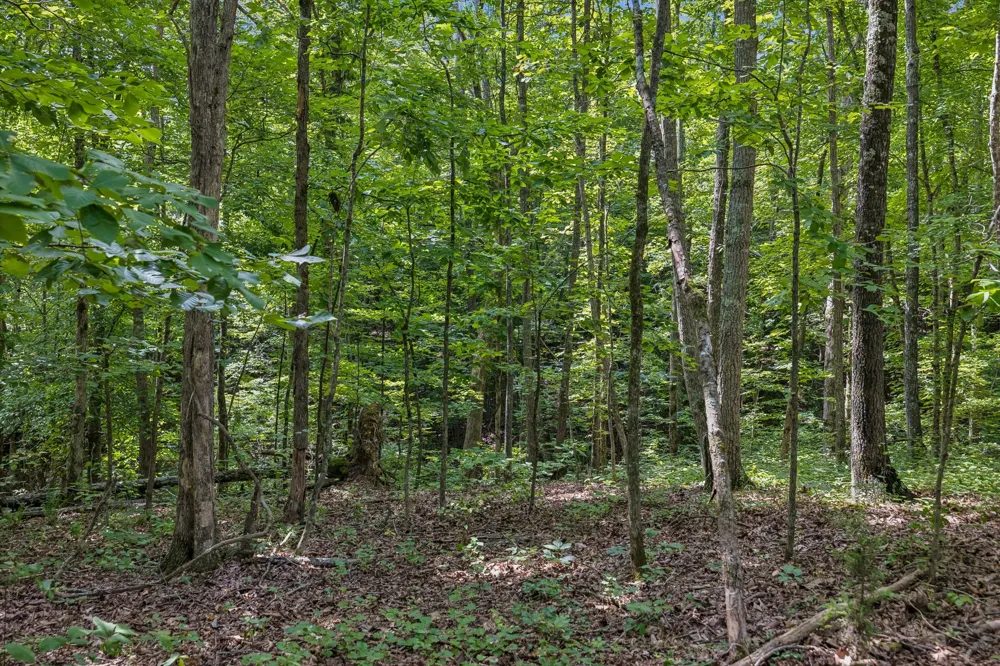0 Falls Branch Road Duck River, TN 38454