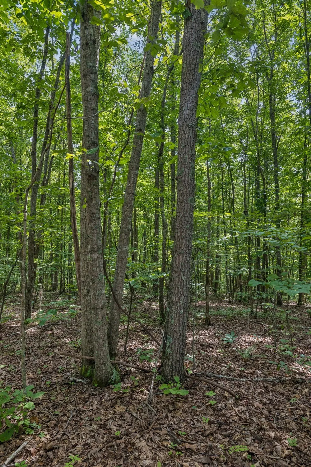 0 Falls Branch Road Duck River, TN 38454