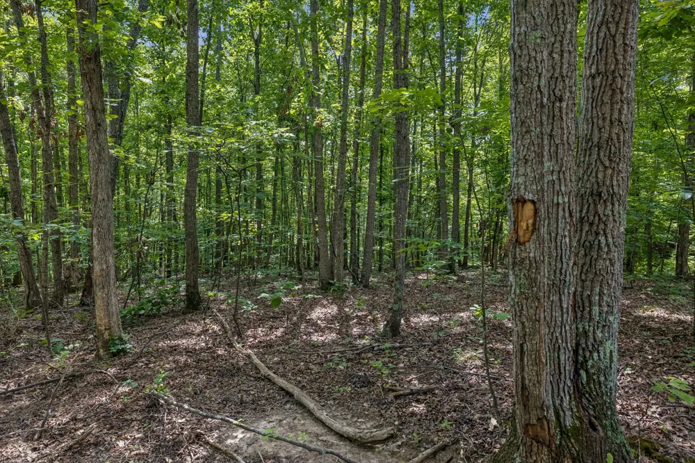 0 Falls Branch Road Duck River, TN 38454