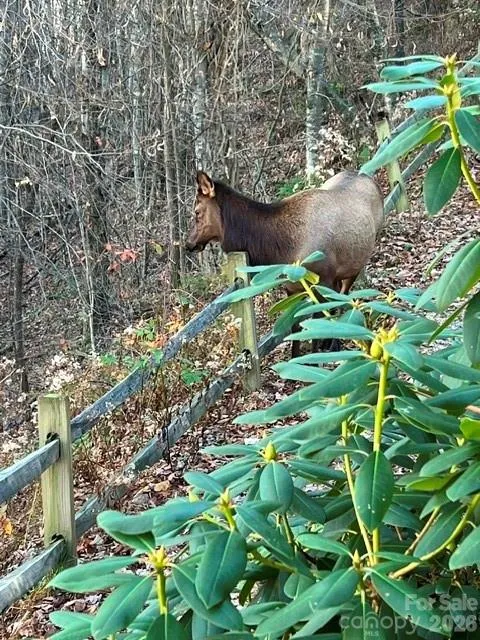 309 Irene Lane Maggie Valley, NC 28751