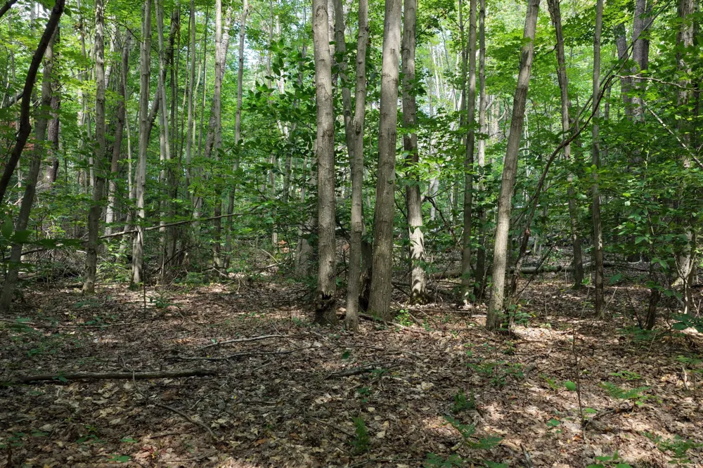 1 ROAD #Parcel G Buckley, MI 49620