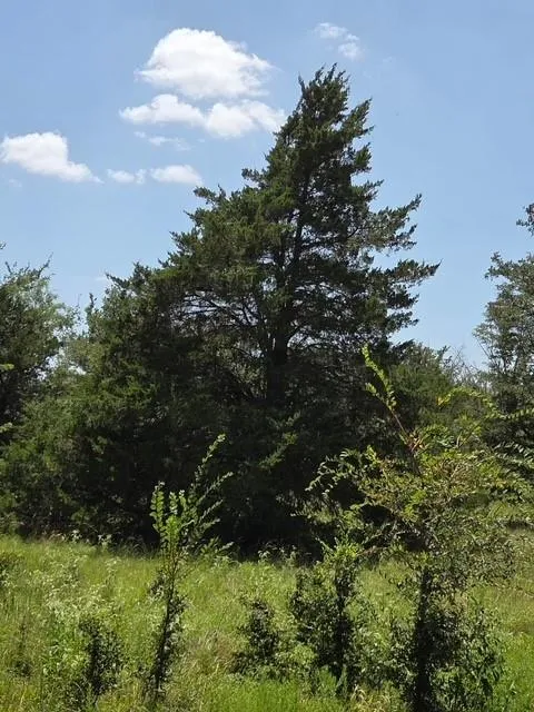 Hwy 14 Thornton, TX 76687