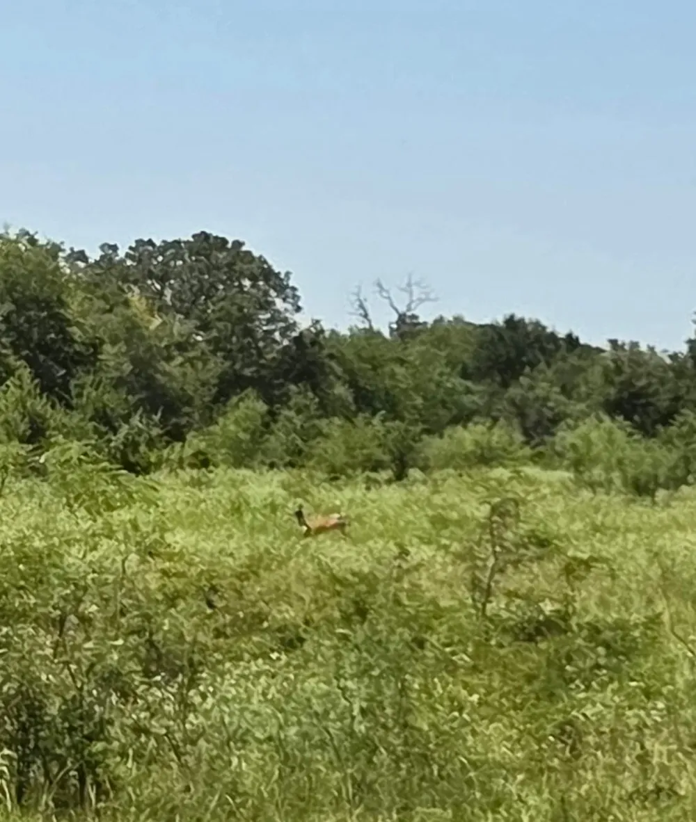Hwy 14 Thornton, TX 76687