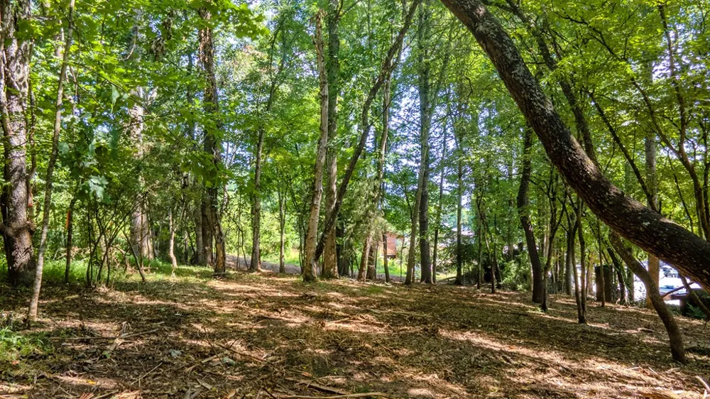 Georgia Rd Franklin, NC 28734