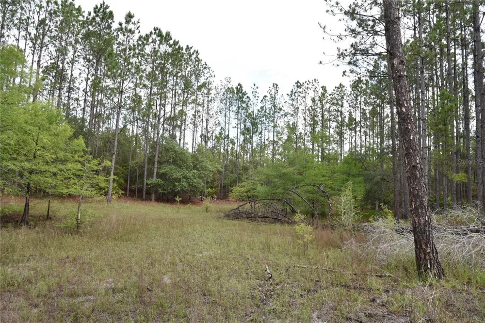 8650 NW 136TH AVENUE Chiefland, FL 32626