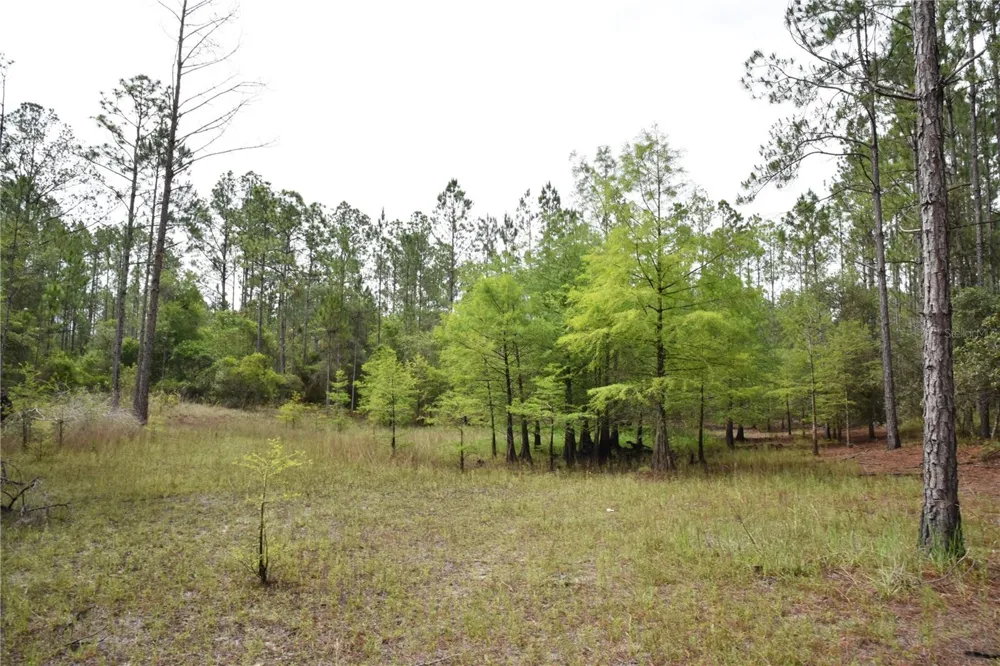 8650 NW 136TH AVENUE Chiefland, FL 32626