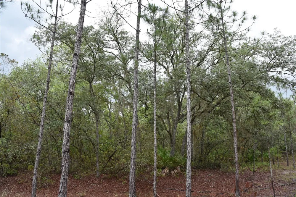 8650 NW 136TH AVENUE Chiefland, FL 32626
