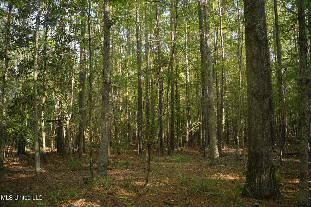 250 Rockwood Road Florence, MS 39073