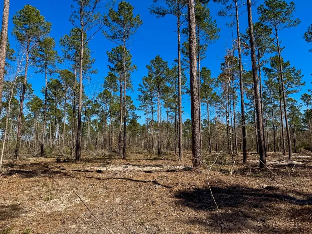 2 Boontown Road Trinity, TX 75845