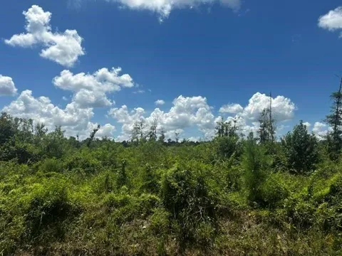 Piney Point Lane