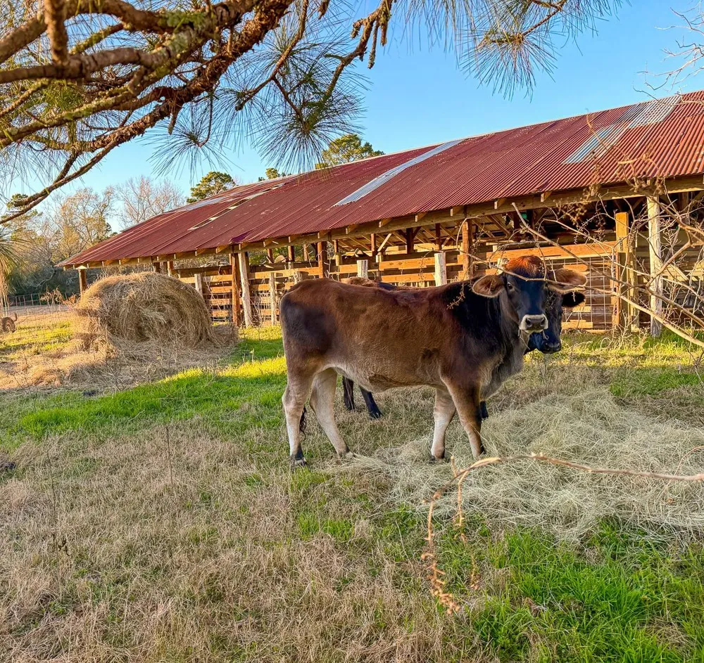 301 Paul Poe Road Livingston, TX 77351