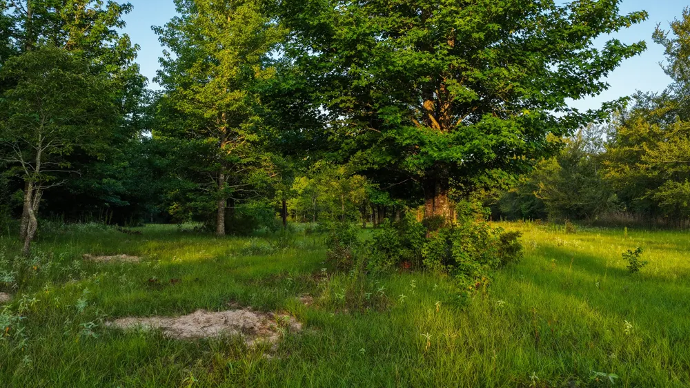 VZ County Road 4912 Ben Wheeler, TX 75754