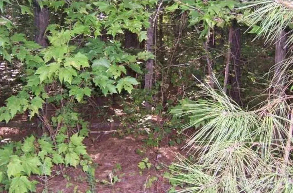 104 Shaman Drive Louisburg, NC 27549