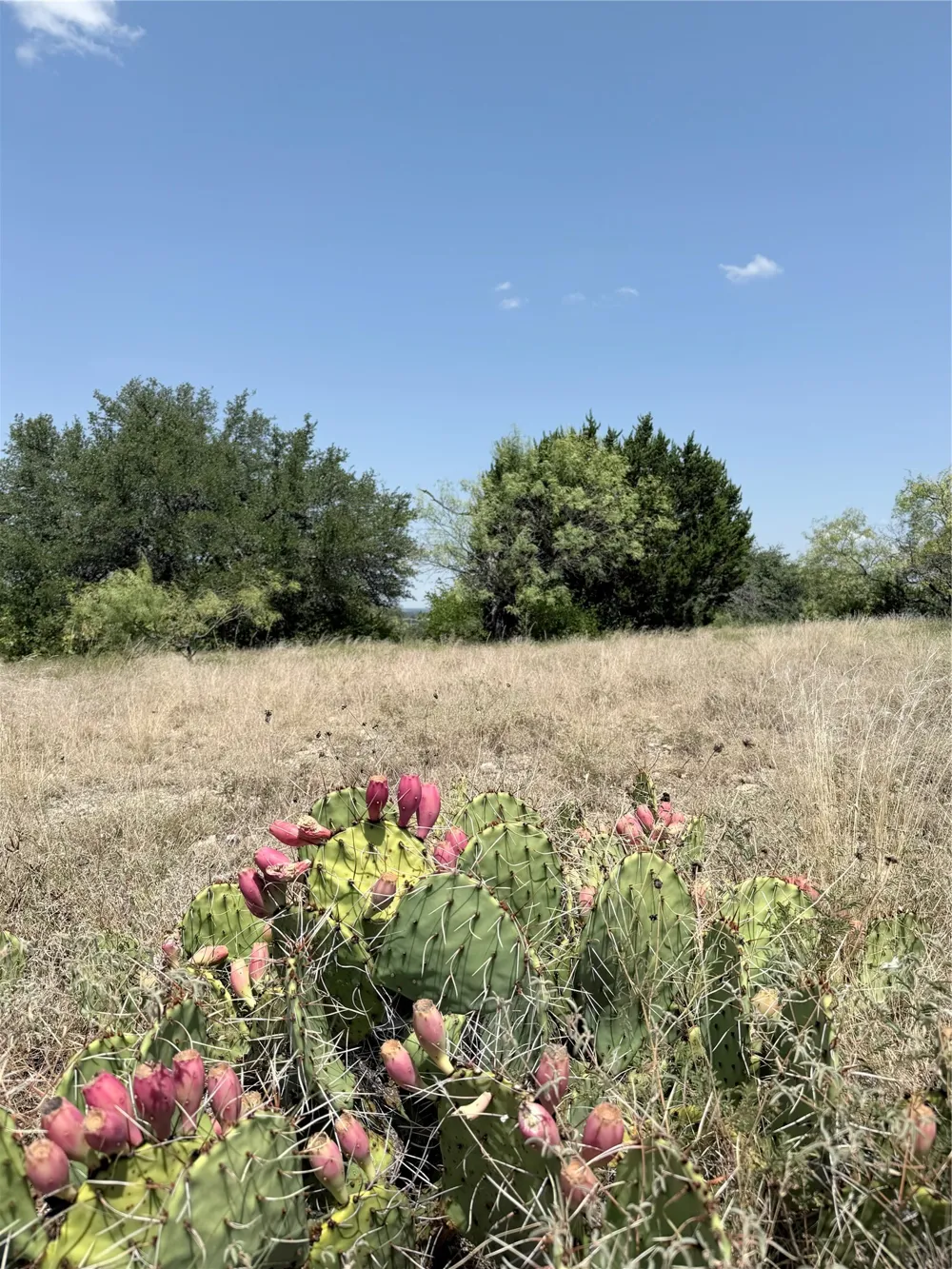 178 Twisted Creek Drive Gustine, TX 76455