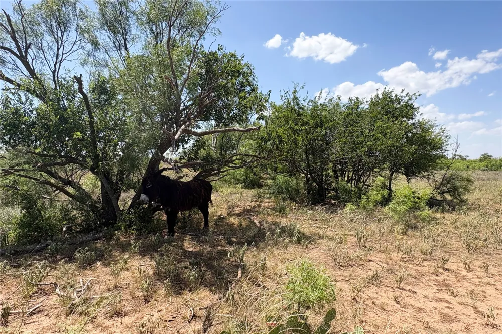 Craven Rd. Quanah, TX 79252