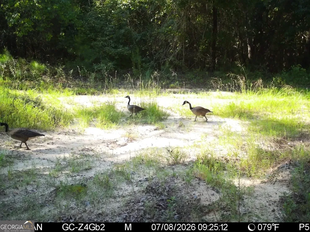 0 Neal RD Junction City, GA 31812