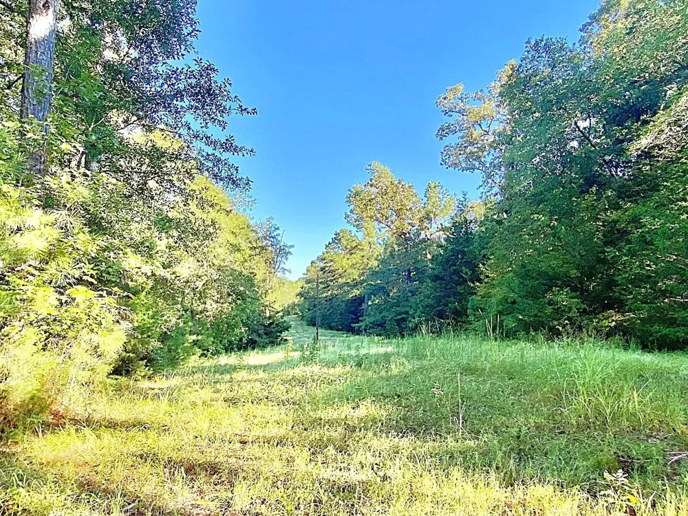 County Road 1190 Grapeland, TX 75844