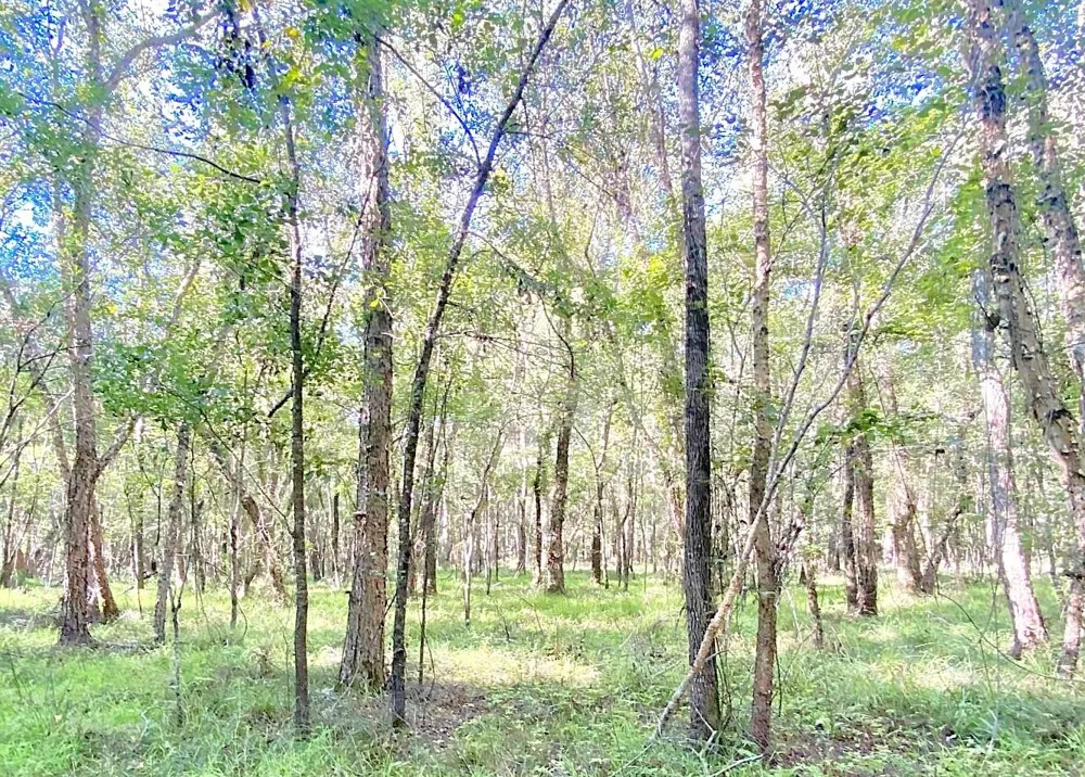 County Road 1190 Grapeland, TX 75844