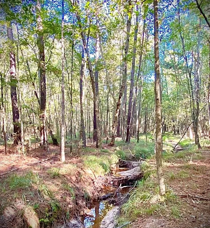 County Road 1190 Grapeland, TX 75844