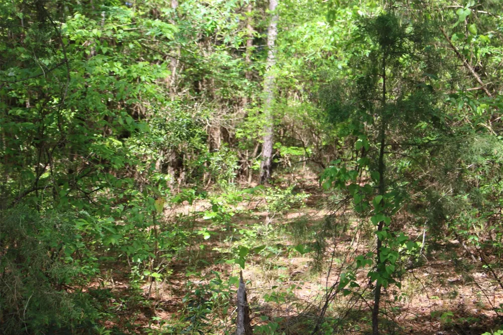 County Road 1190 Grapeland, TX 75844