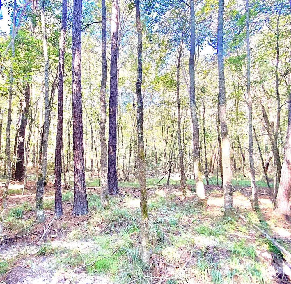 County Road 1190 Grapeland, TX 75844