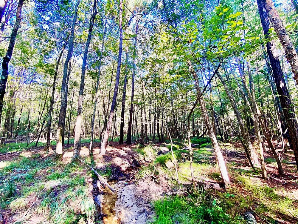 County Road 1190 Grapeland, TX 75844