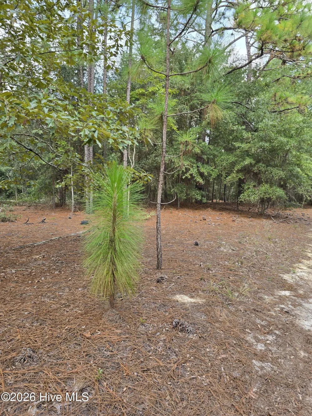 317 R J Johnson Road Allendale, SC 29810