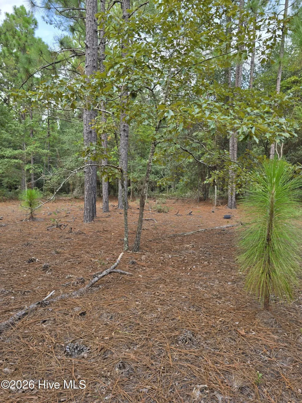 317 R J Johnson Road Allendale, SC 29810