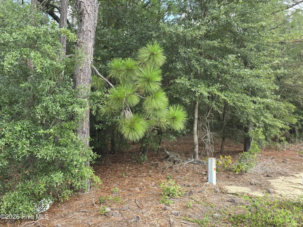 317 R J Johnson Road Allendale, SC 29810