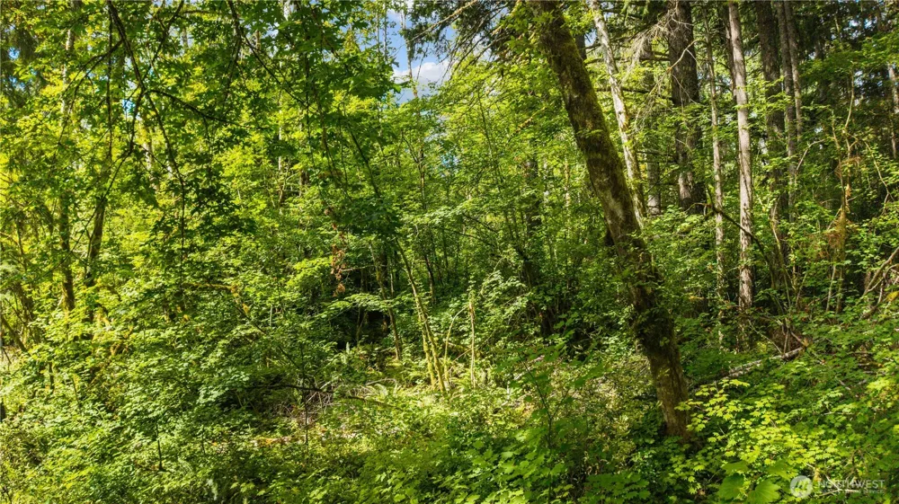 55010 315th Ave E Ashford, WA 98304