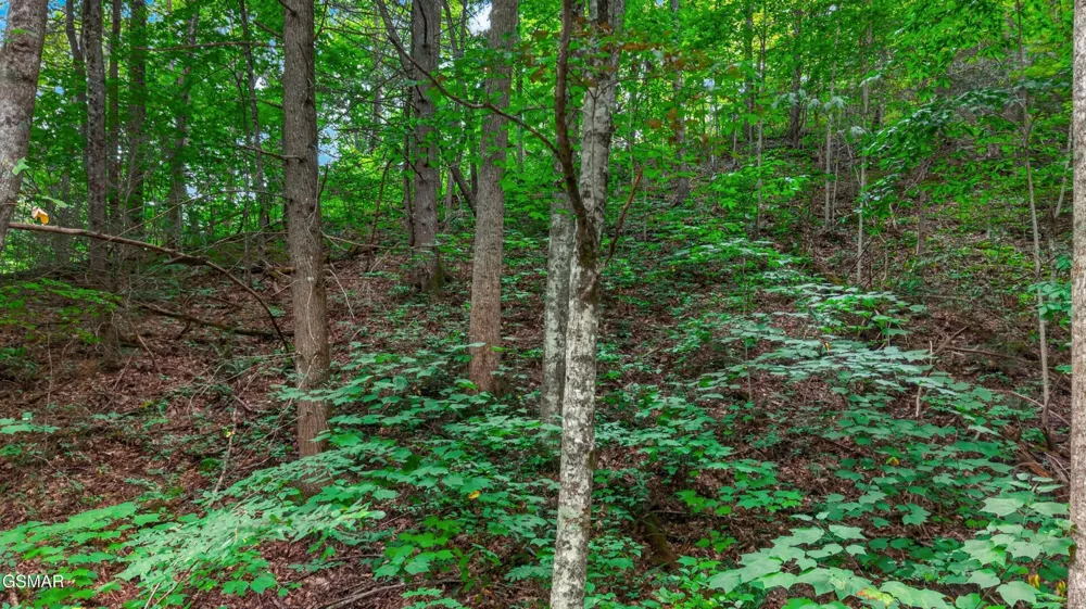 10 Maple Hill Way Gatlinburg, TN 37738