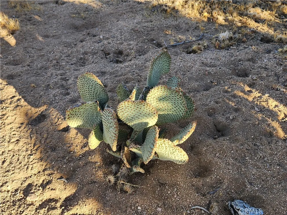 61329 Rocky Vista Lane Joshua Tree, CA 92252