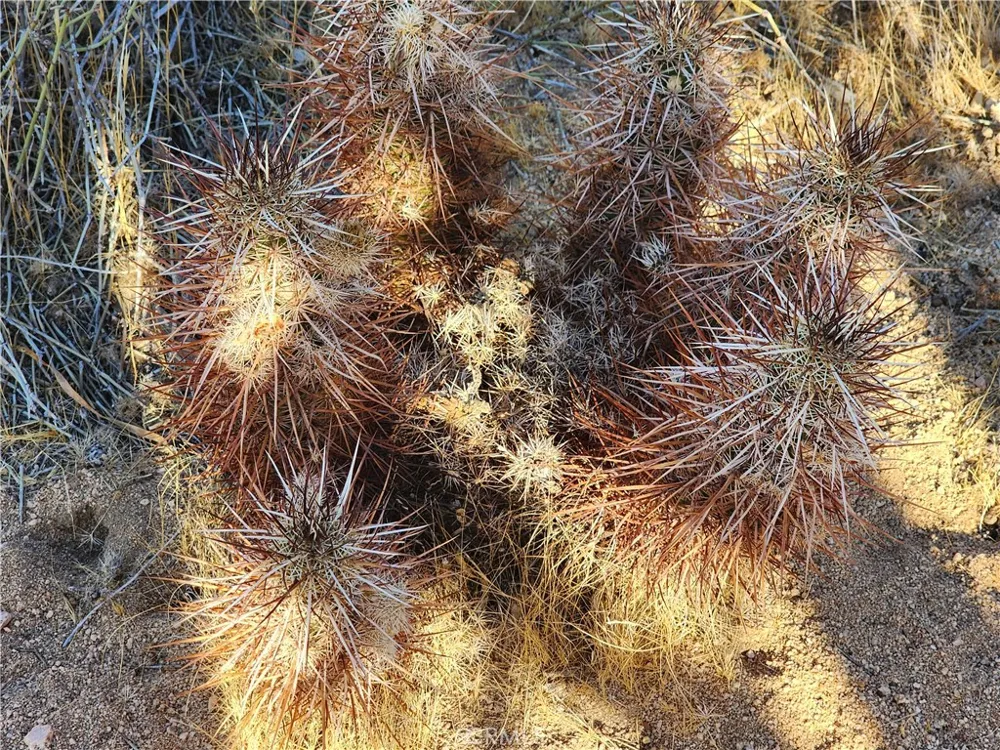 61329 Rocky Vista Lane Joshua Tree, CA 92252