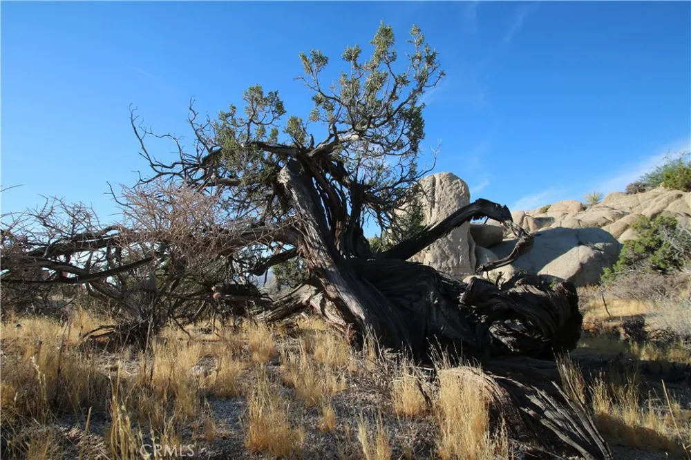 Mirlo Road Yucca Valley, CA 92284