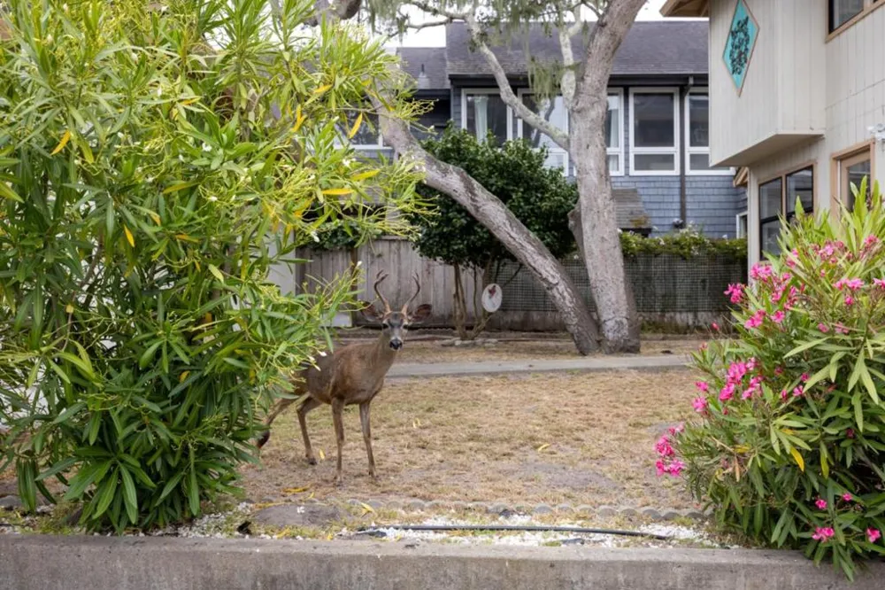 917 Fountain Avenue Pacific Grove, CA 93950