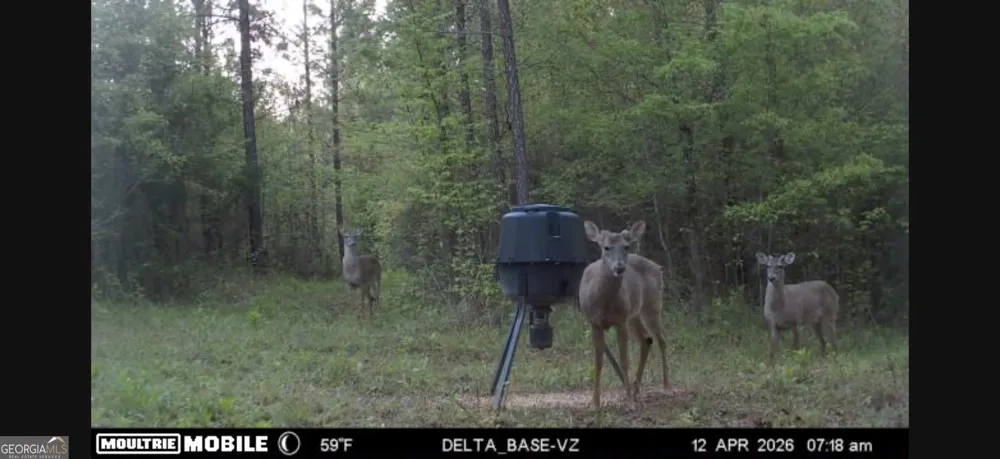 49.2 ACRES Jordon RD Waverly Hall, GA 31831